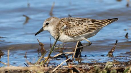 La Paleta de Colores del Correlimos Menudo