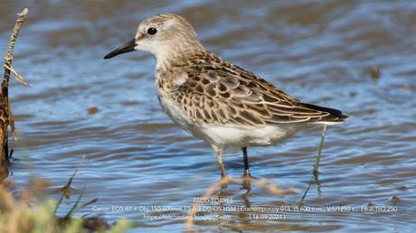 La Paleta de Colores del Correlimos Menudo