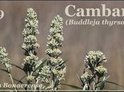 Cambará (Buddleja thyrsoides) VIDEO