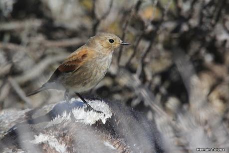 Pingüinera de Cabo Vírgenes