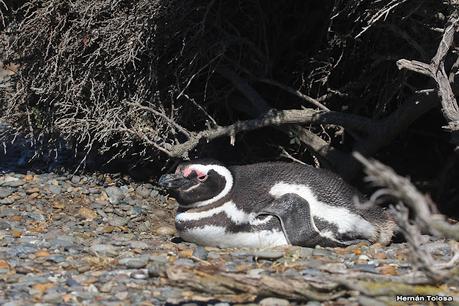 Pingüinera de Cabo Vírgenes