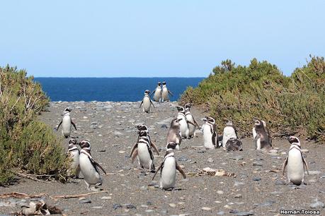 Pingüinera de Cabo Vírgenes