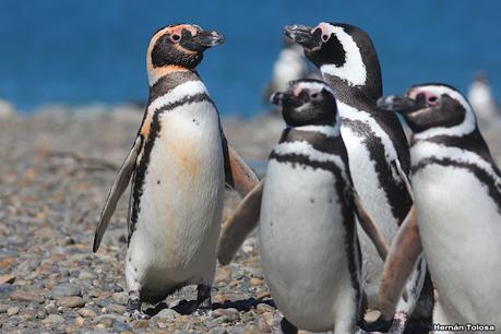 Pingüinera de Cabo Vírgenes