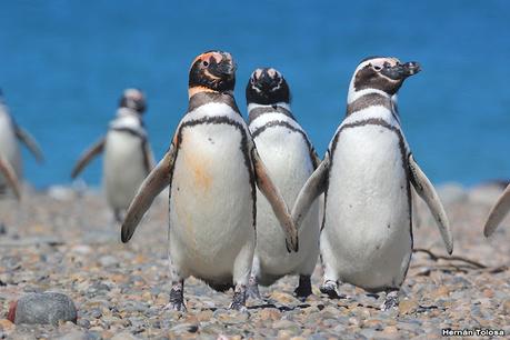 Pingüinera de Cabo Vírgenes