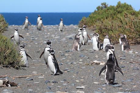 Pingüinera de Cabo Vírgenes