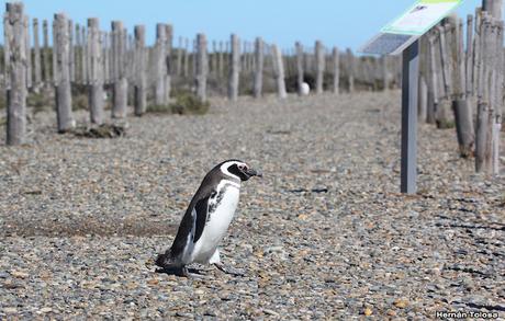 Pingüinera de Cabo Vírgenes