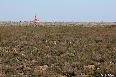 Pingüinera de Cabo Vírgenes