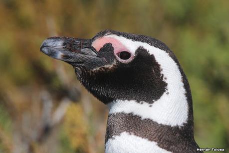 Pingüinera de Cabo Vírgenes