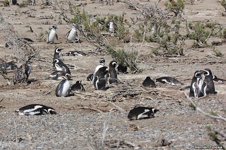 Pingüinera de Cabo Vírgenes