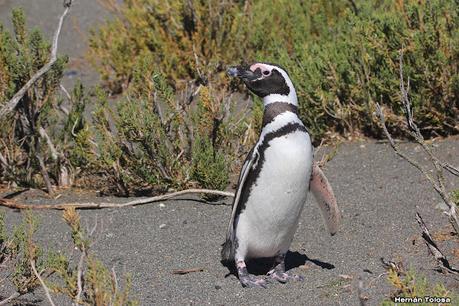 Pingüinera de Cabo Vírgenes
