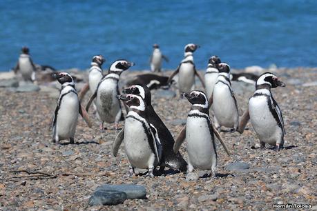 Pingüinera de Cabo Vírgenes