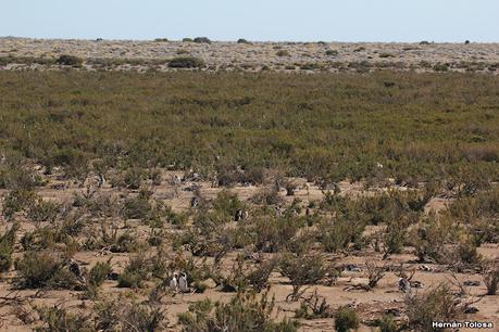 Pingüinera de Cabo Vírgenes
