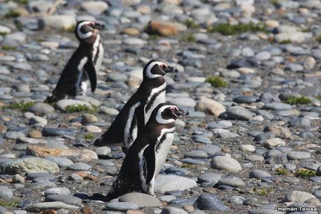 Pingüinera de Cabo Vírgenes