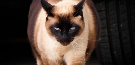 Yo confieso ser un animal domesticado