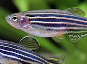 Científicos prueban funcionalidad fotorreceptores regenerados cebra.