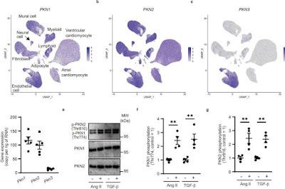 Nuevo objetivo para el tratamiento de la insuficiencia cardíaca