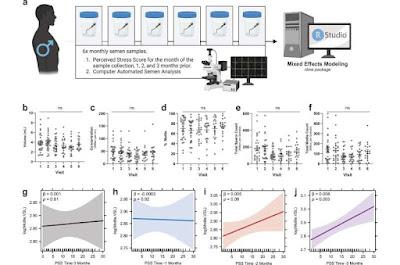 La motilidad de los espermatozoides aumenta con el estrés
