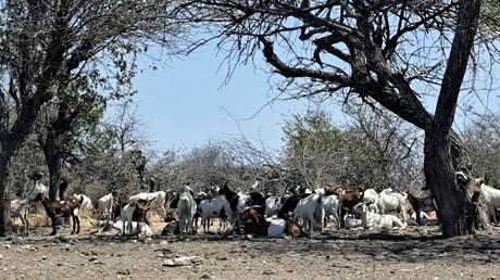 ANGOLA: LAS MUJERES MUHACAONA