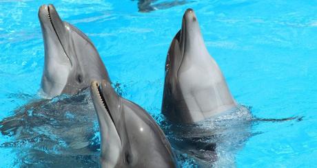 Isla Mujeres todo incluido: Disfrutar del mejor relax y entretenimiento en el Caribe Isla Mujeres todo incluido: Disfrutar del mejor relax y entretenimiento en el Caribe