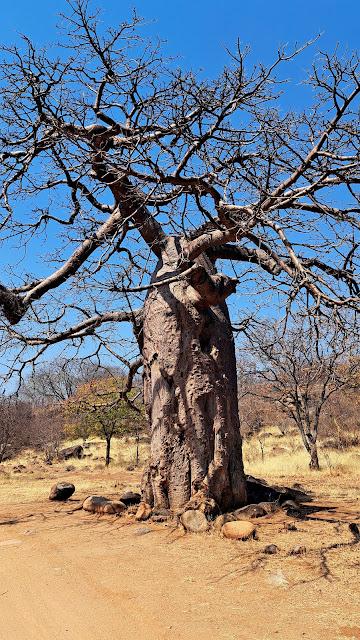 ANGOLA : LOS MUHIMBAS Y OTRAS ETNIAS  DEL SUR