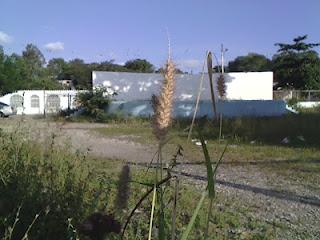 DIME COMO ESTÁN LOS PARQUES Y TE DIRE QUE CLASE DE GOBERNANTE ERES