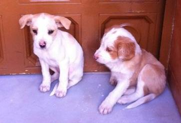 CACHORRITAS EN ADOPCIÓN, ENCONTRADAS ABANDONADAS EN PLENA CALLE. (MALAGA)