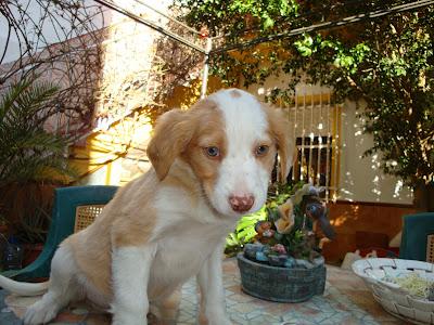 CACHORRITAS EN ADOPCIÓN, ENCONTRADAS ABANDONADAS EN PLENA CALLE. (MALAGA)