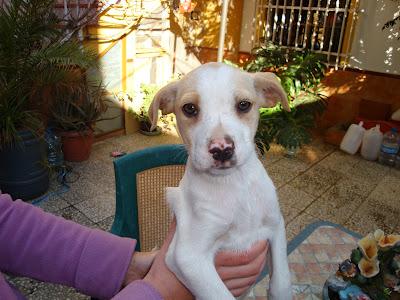 CACHORRITAS EN ADOPCIÓN, ENCONTRADAS ABANDONADAS EN PLENA CALLE. (MALAGA)