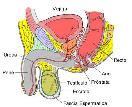 prostata Cáncer de próstata