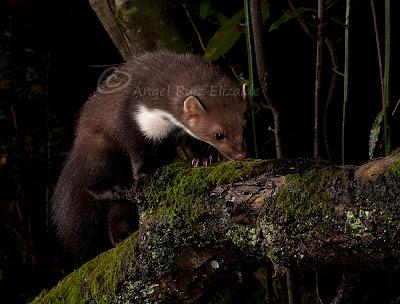 Dimorfismo sexual de la Garduña...