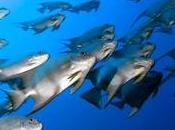 sexualidad fauna marina afectada residuos medicamentos