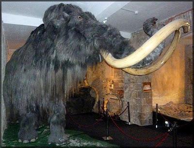 Roban unos 20 colmillos del Museu del Mamut de Barcelona.