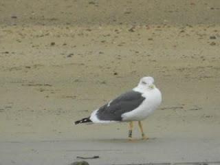 ¿Retornan ya las gaviotas sombrías?