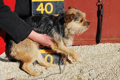 LILI, peque tranquila y cariñosa. Perrera Almería ¡URGENTE!