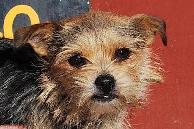 LILI, peque tranquila y cariñosa. Perrera Almería ¡URGENTE!