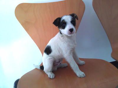 CHARLIE, TIERNÍSIMO BEBÉ CRUCE DE BODEGUERO EN ADOPCIÓN!!‏