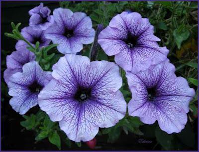 Algunas flores azules para el jardín