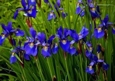 Algunas flores azules para el jardín