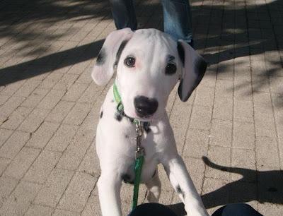 Dalmata,5 meses,atado con cuerda en el baño,a oscuras,sin atención!!!! (Cadiz)