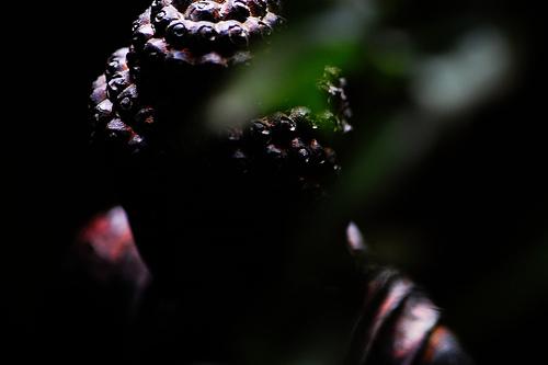 Los ciegos y el elefante