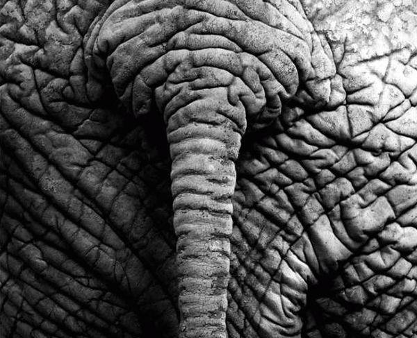 Los ciegos y el elefante