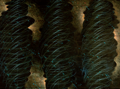 Wadada Smith’s Mbira: Dark Lady Sonnets (TUM Records, 2012)