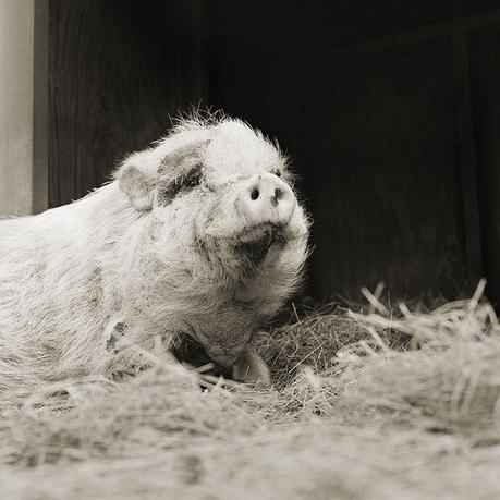 Fotografías extraordinarias por Isa Leshko de animales  en pleno envejecimiento