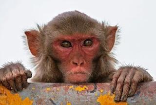Macacos + Maquiavelo: Macaquiavielismo