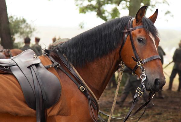 En profundidad: Caballo de batalla