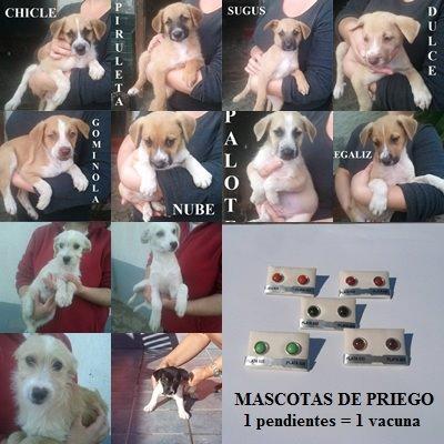 1 pendientes = 1 vacuna