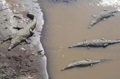 Cocodrilos del desierto