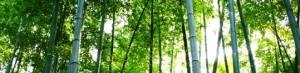 bambu 300x73 Da un paso hacia un nuevo mundo: el eco shopping