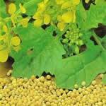 mostaza blanca plantas medicinales