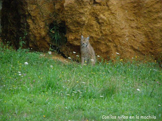 Parque de la Naturaleza de Cabárceno